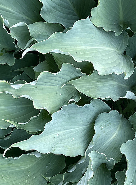 Hosta 'Neptune'