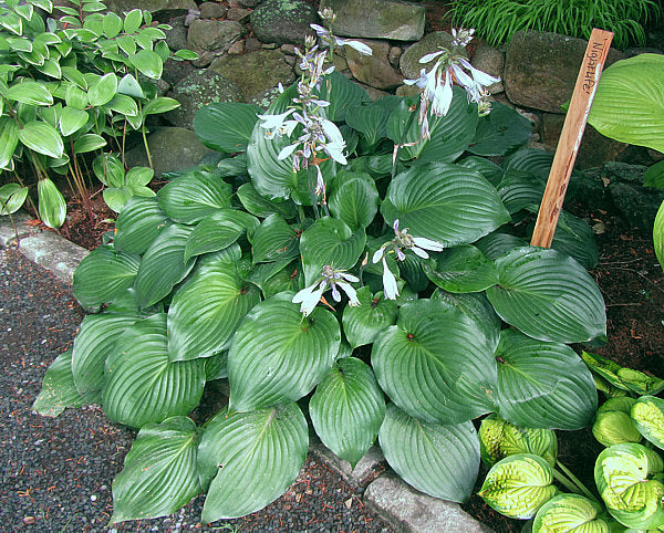 Hosta 'Nightlife'