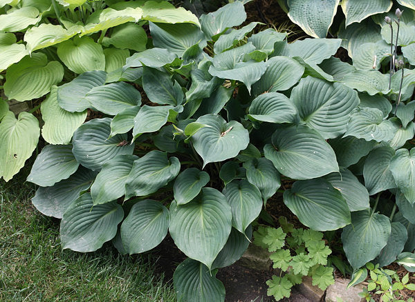 Hosta 'Nightlife'