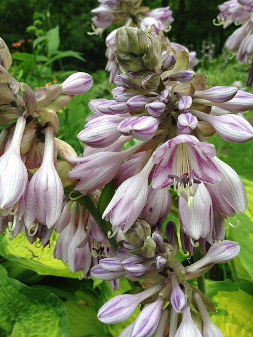 Hosta 'Old Glory'
