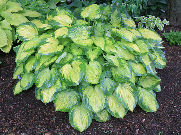 Hosta 'Old Glory'