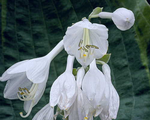Hosta 'Olive Bailey Langdon'
