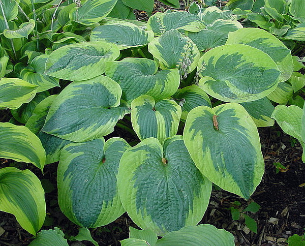 Hosta 'Olive Bailey Langdon'