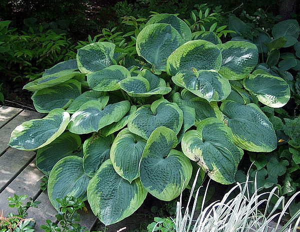 Hosta 'Olive Bailey Langdon'