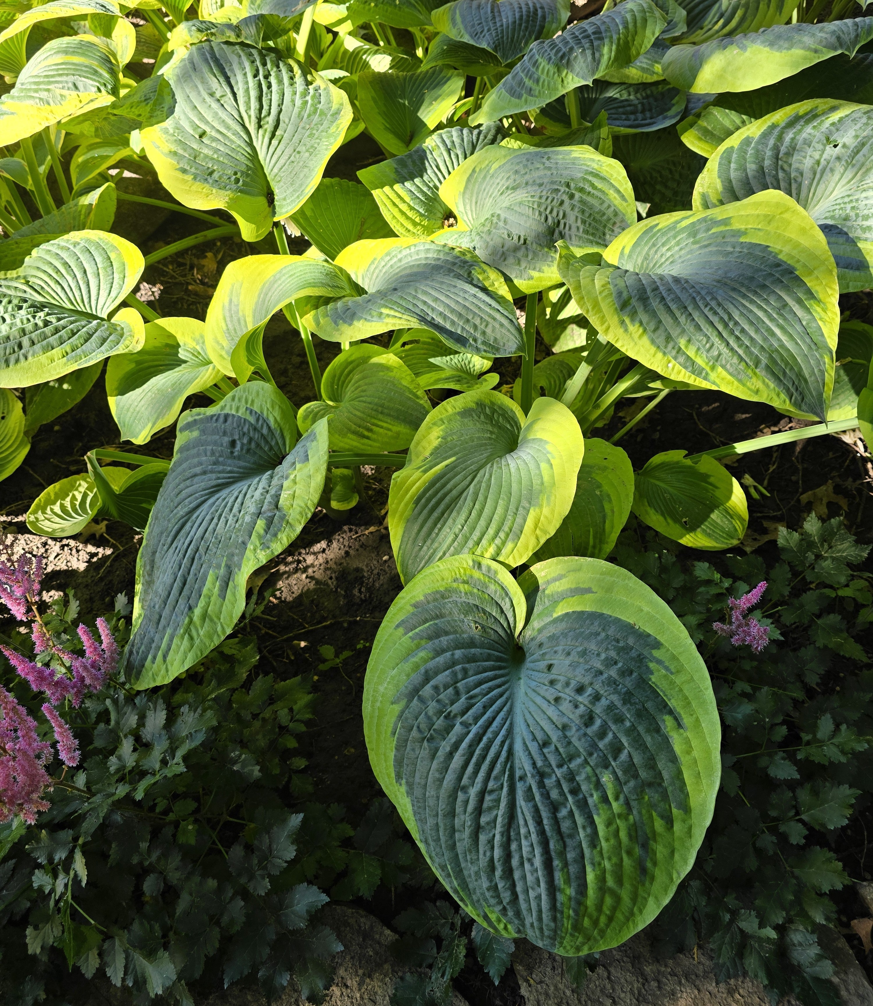 Hosta 'Olive Bailey Langdon'