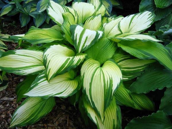 Hosta 'On Stage'