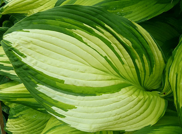 Hosta 'On Stage'