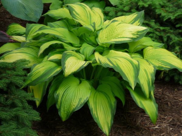 Hosta 'On Stage'