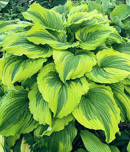 Hosta 'One Last Dance'