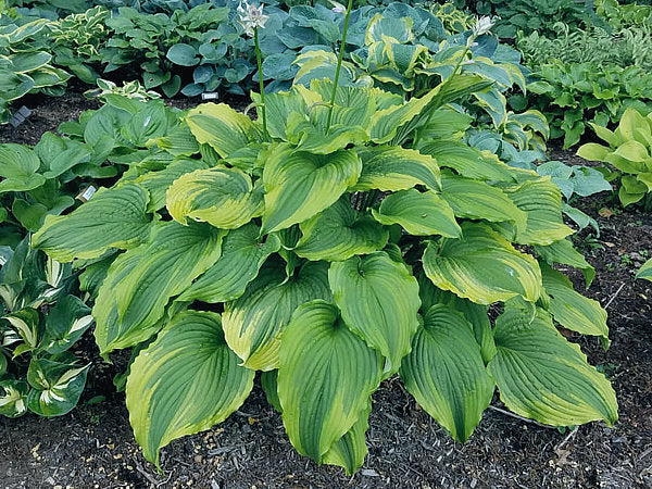 Hosta 'One Last Dance'