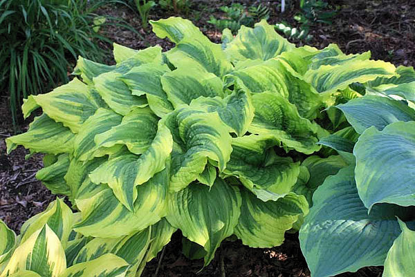 Hosta 'One Last Dance'