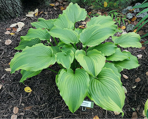 Hosta 'One Last Dance'