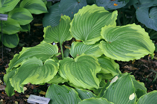 Hosta 'One Last Dance'