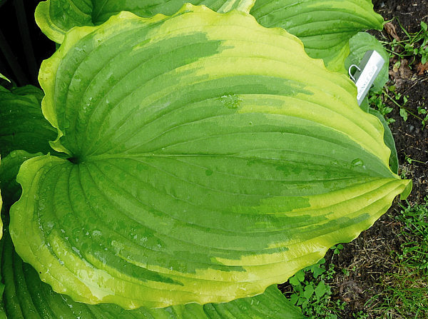 Hosta 'One Last Dance'