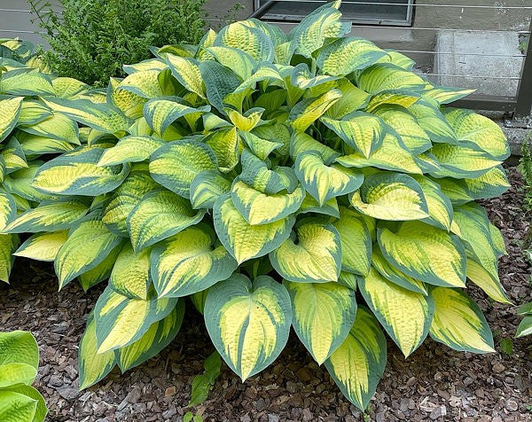 Hosta 'Orange Marmalade'