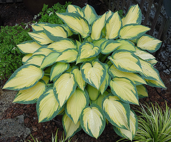 Hosta 'Orange Marmalade'