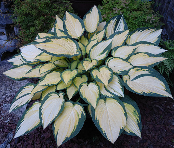 Hosta 'Orange Marmalade'