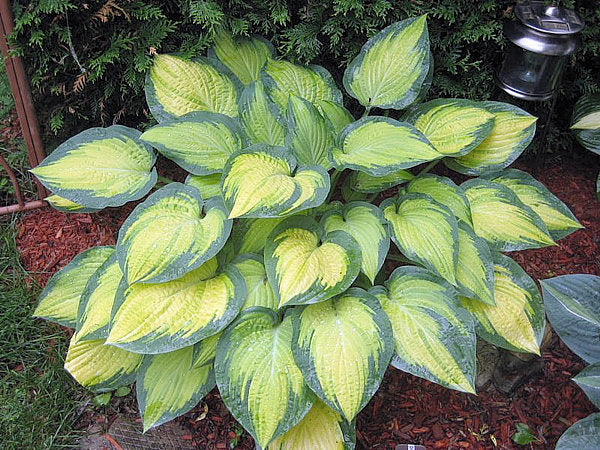 Hosta 'Orange Marmalade'