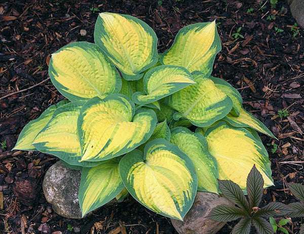 Hosta 'Orange Marmalade'