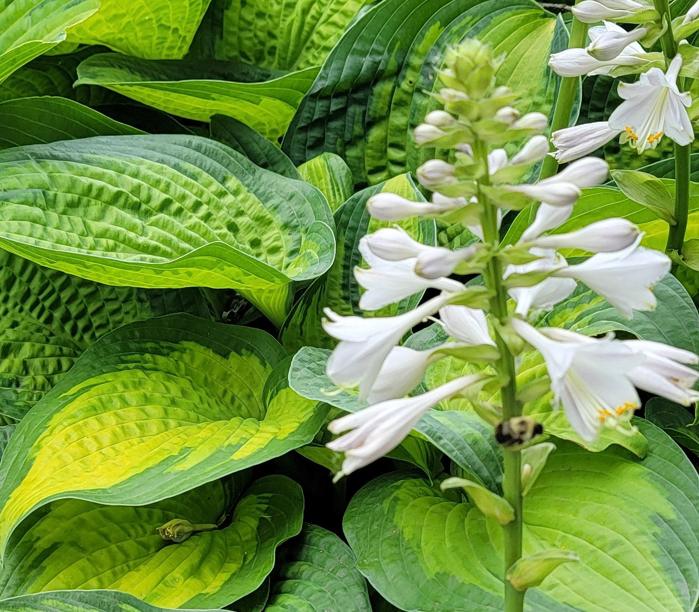 Hosta 'Paradigm'
