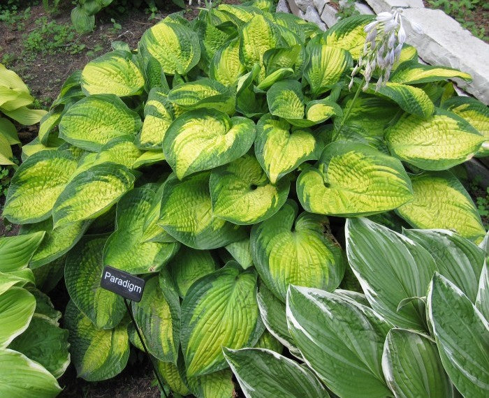 Hosta 'Paradigm'