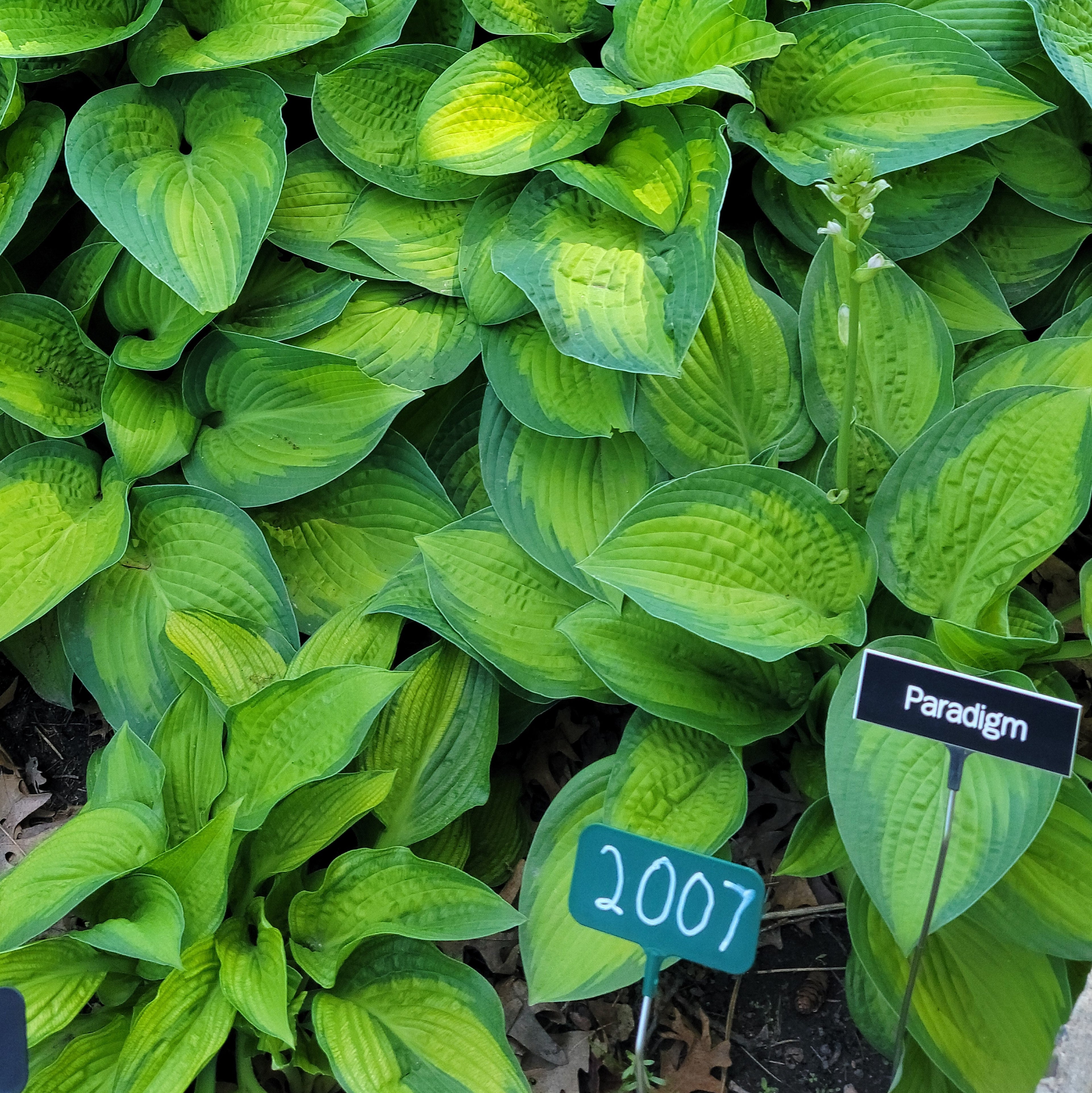 Hosta 'Paradigm'