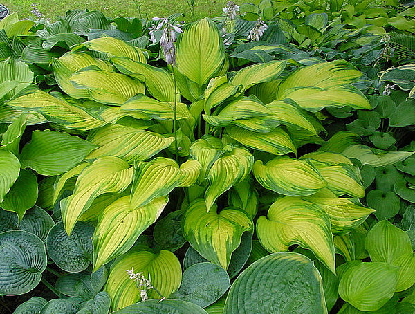 Hosta 'Paradise Power'