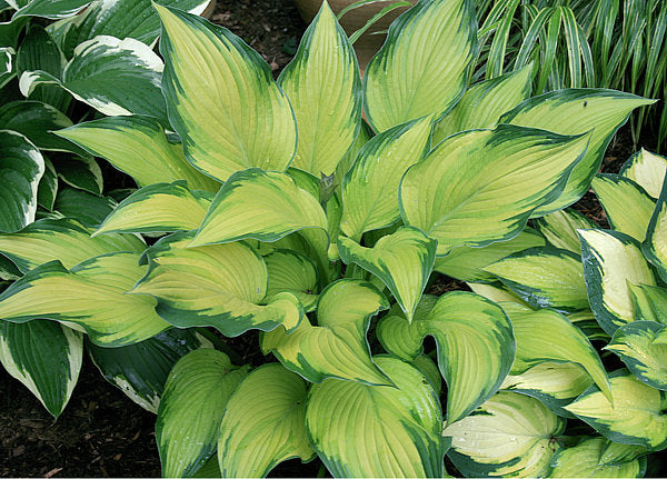 Hosta 'Paradise Power'