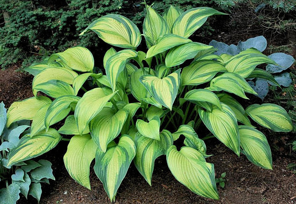 Hosta 'Paradise Power'