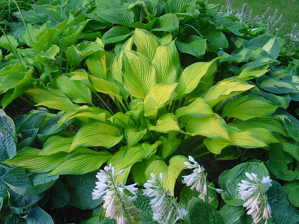 Hosta 'Paradise Power'