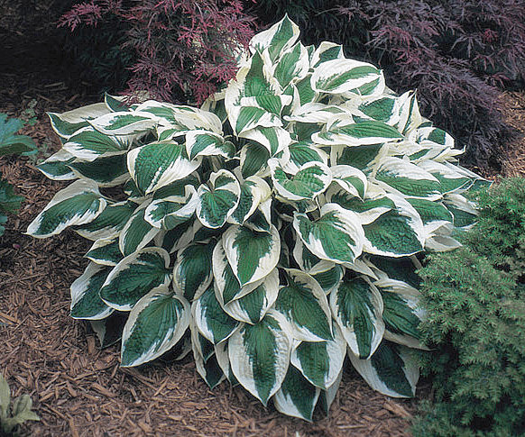 Hosta 'Patriot'