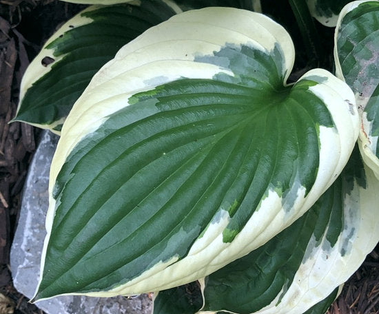 Hosta 'Patriot'