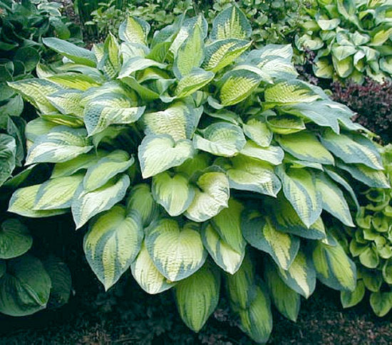 Hosta 'Paul's Glory'