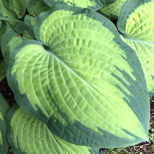 Hosta 'Paul's Glory'