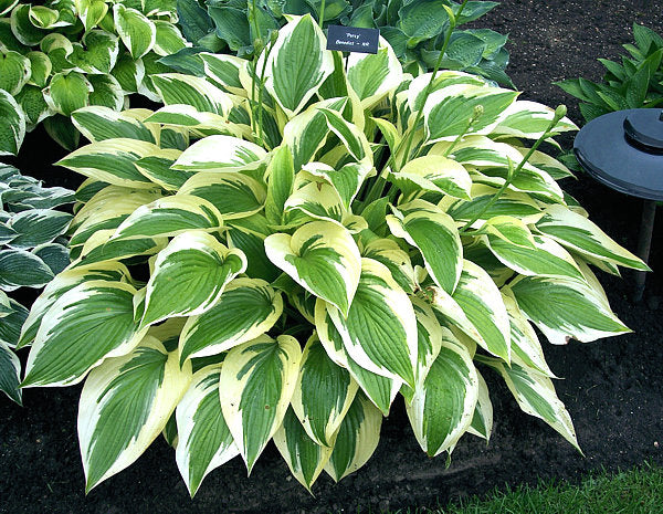 Hosta 'Percy'