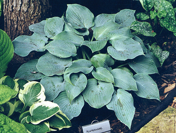 Hosta 'Pewterware'