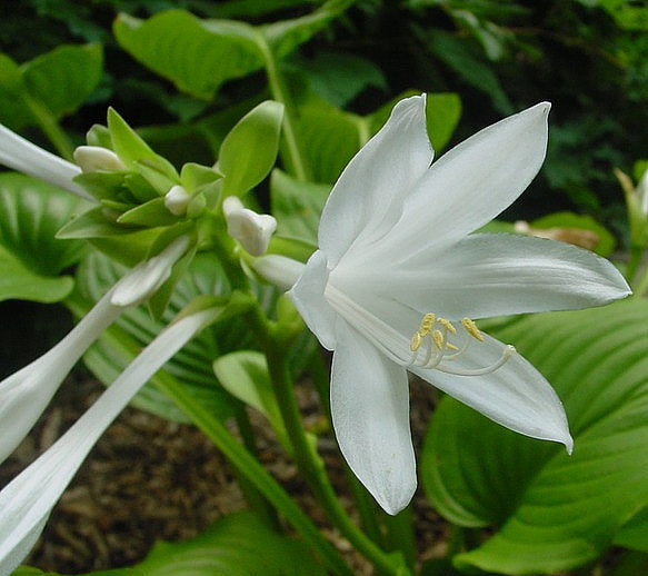 Hosta 'plantaginea'