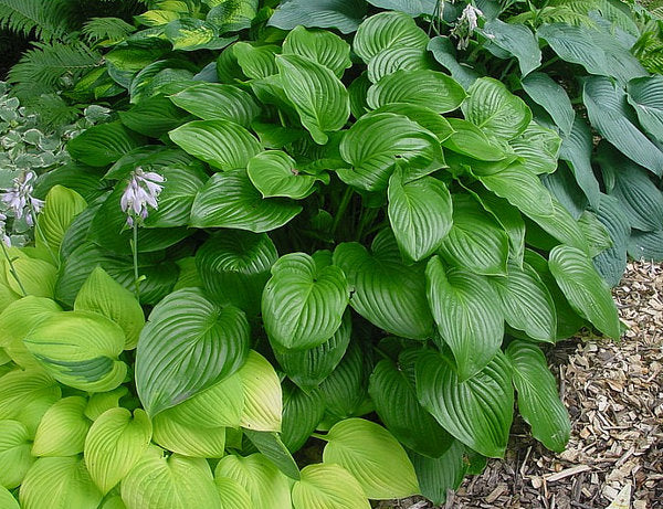 Hosta 'plantaginea'