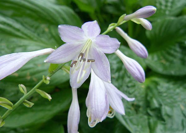 Hosta 'Potomac Pride'