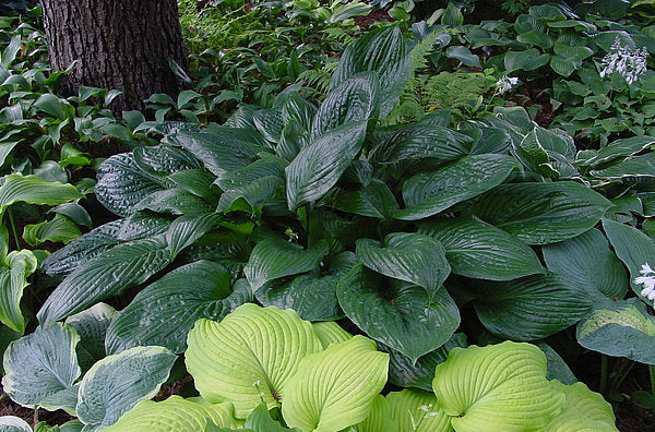 Hosta 'Potomac Pride'