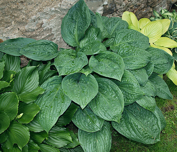 Hosta 'Potomac Pride'