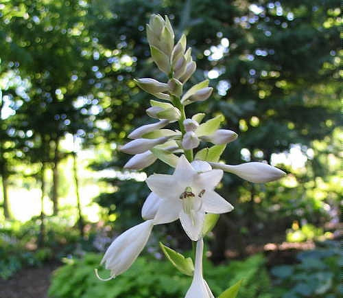 Hosta 'Fire and Ice'