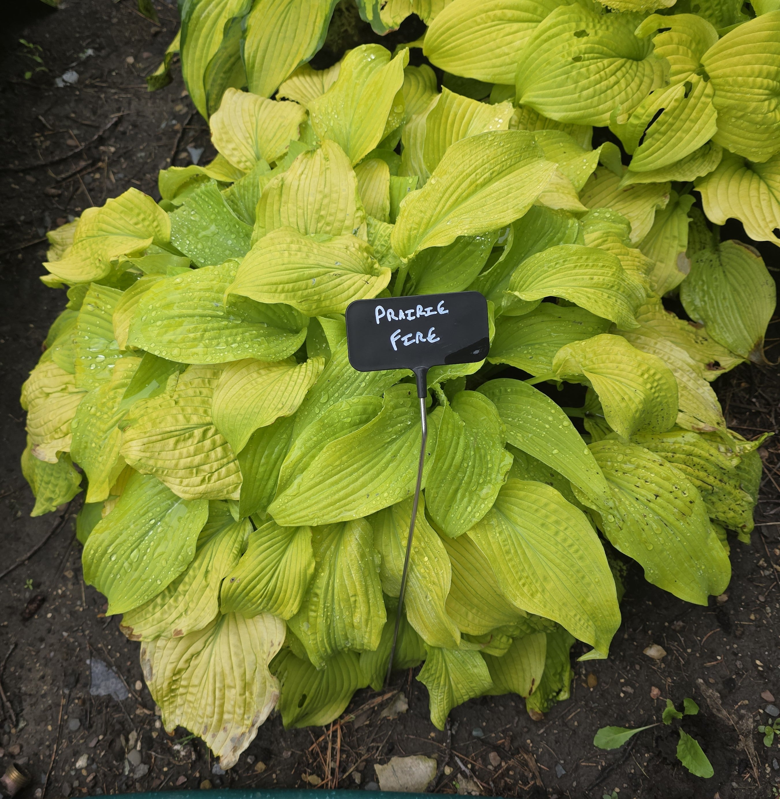Hosta 'Prairie Fire'
