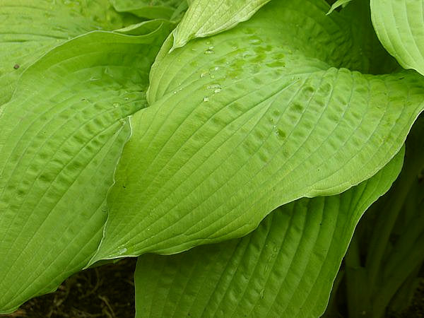 Hosta 'Prairie Fire'