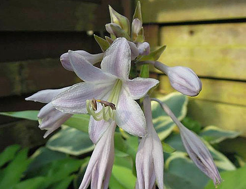 Hosta 'Prairie Moon'