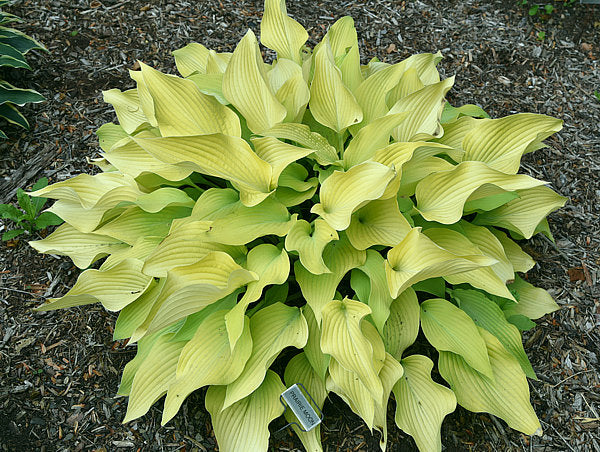 Hosta 'Prairie Moon'