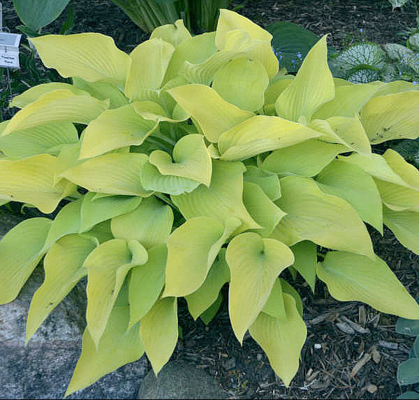 Hosta 'Prairie Moon'