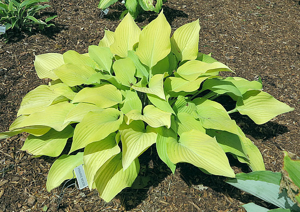 Hosta 'Prairie Moon'