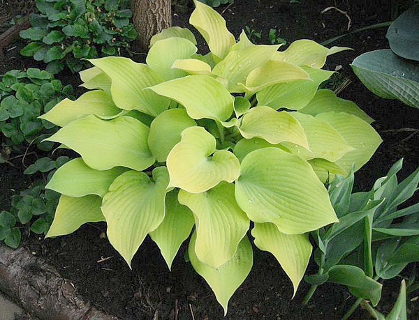 Hosta 'Prairie Moon'