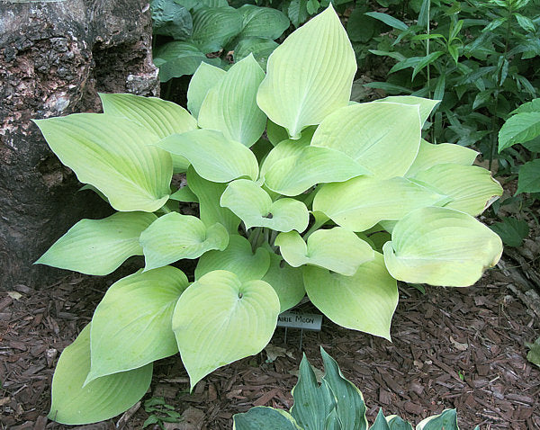 Hosta 'Prairie Moon'